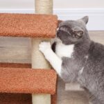 PawHut стълба за котки с 3 стъпала - Image 8