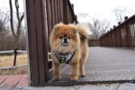 Puppia Junior нагръдник за малки кучета - Image 5