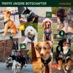 Nomadog Trailblazer нагръдник за кучета с дръжка - Image 9