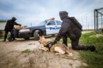 Julius-K9, IDC Stealth нагръдник с Cobra катарами, размер L/1, черен - Image 5